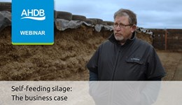 Self-feeding silage: The business case